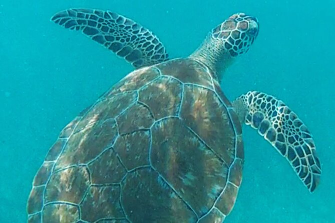 1.5 hours Snorkeling at Tulum's paradise reef - The time in the water: about 30 to 40 minutes (sometimes less)