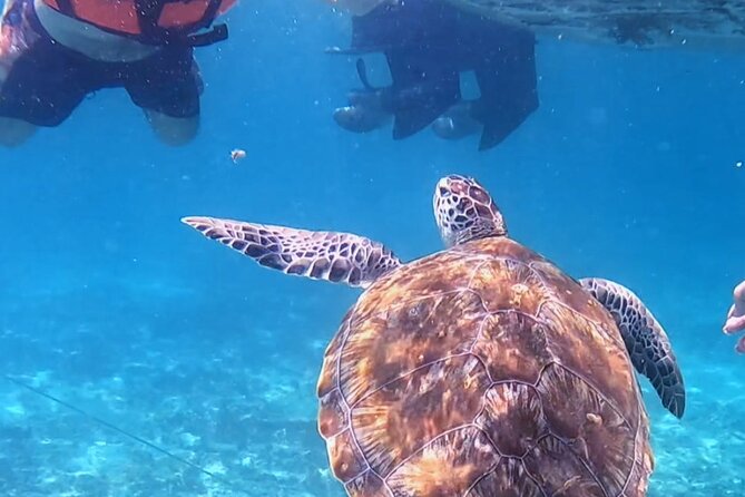 1.5 hours Snorkeling at Tulum's paradise reef - Snorkeling at Tulum’s Paradise Reef: what you’ll likely see