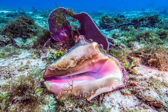 2 dives in Cozumel (for certified divers only) - Gear, weights, and the $42 rental option