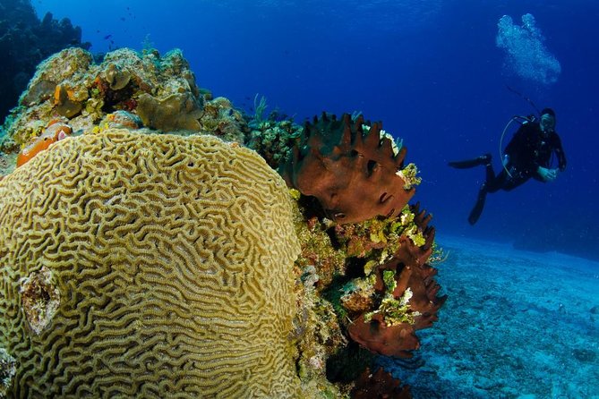 2 dives in Cozumel (for certified divers only) - Meeting in the Occidental zone and the start-time reality check