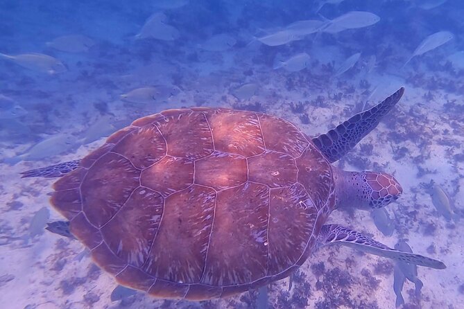 2-Hour Snorkeling in Two Spots of Tulum's Reef - Guides, Gear, and Staying Comfortable in Open Water