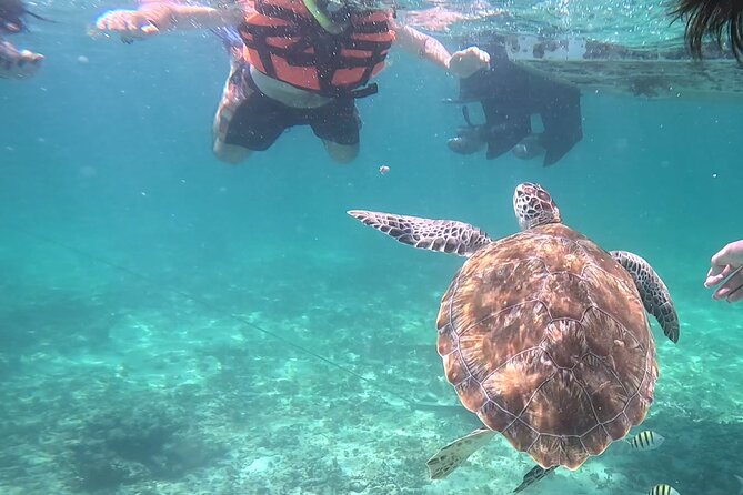 2-Hour Snorkeling in Two Spots of Tulum's Reef - Price, What You Pay For, and What You Still Need to Budget