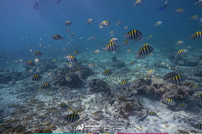 2-Hour Snorkeling Paradise Reef in Cancún Underwater Museum - Getting There from Aquaworld Cancun, Then Off to Punta Nizuc