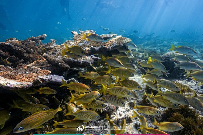2-Hour Snorkeling Paradise Reef in Cancún Underwater Museum - Snorkeling in Punta Nizuc: Coral-Reef Time Without the Headache
