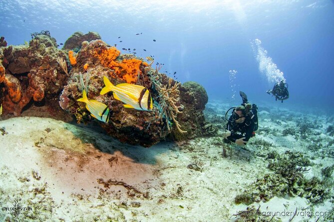 2 Tank Cozumel Reef Boat Dives - Key highlights before you go