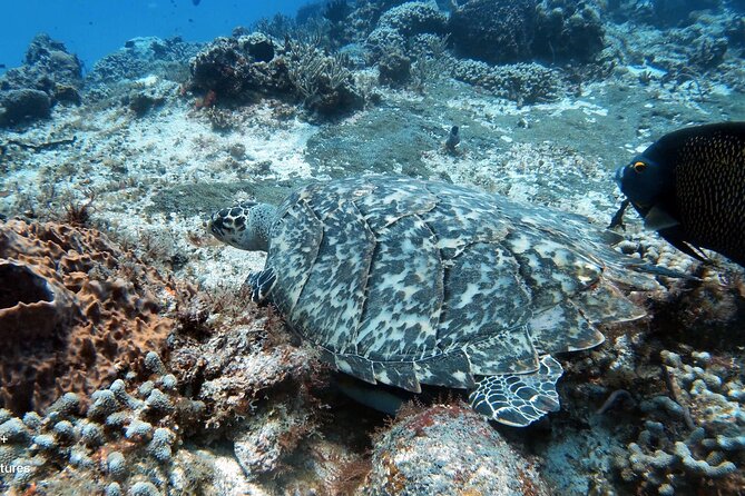 2 Tank Cozumel Reef Boat Dives - Palancar Reef plus a second site: what to watch for underwater