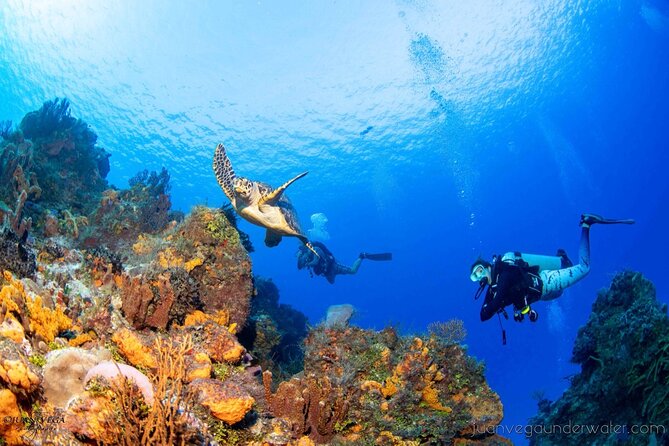 2 Tank Cozumel Reef Boat Dives - Briefing, equipment, and the rhythm between tank 1 and tank 2