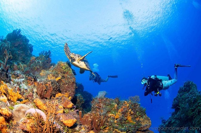 2 Tank Cozumel Reef Boat Dives - Price and value: why $179.21 can feel fair