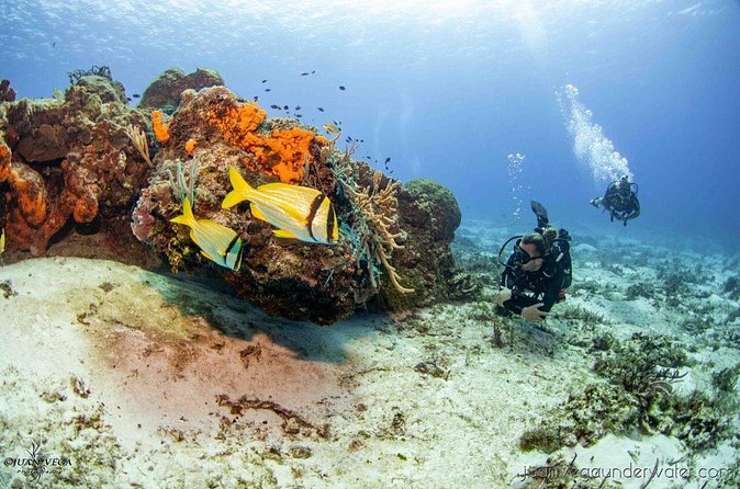 2 Tank Cozumel Reef Boat Dives - Who should book this, and who should think twice