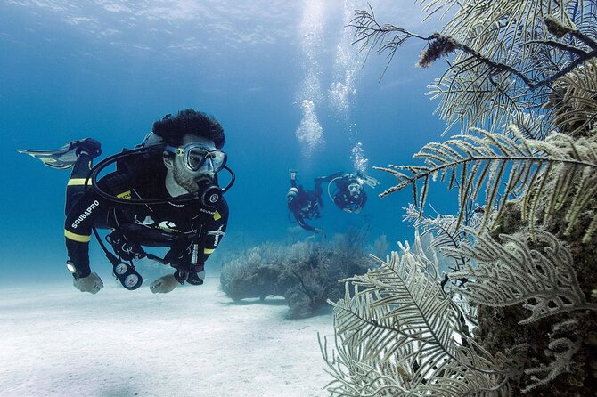 2 Tank Dive (for certified divers) - What You Can Expect to See Underwater