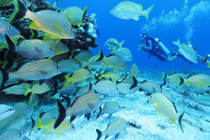2 Tank Dive (for certified divers) - The Instructor Factor: Support That Helps Without Hovering