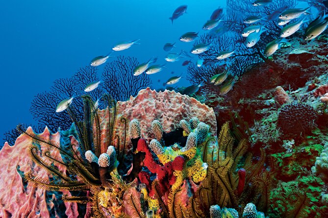 2 Tank Dive (for certified divers) - Marine Conditions: Why Weather Can Matter Here
