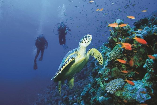2 Tank Dive in Cozumel - Two Tanks, One Solid Day: What This Cozumel Trip Really Delivers