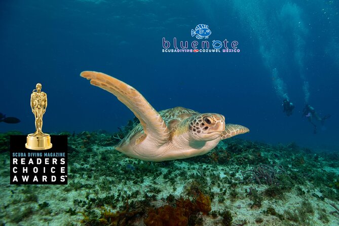 2 Tank Morning Dive: Scuba Diving in Cozumel - Where to Meet Blue Note Scuba (and How to Get There on Time)