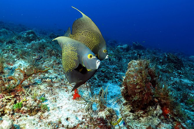 2-Tank Morning or Afternoon Dives in Playa del Carmen certified Divers Only - Choosing the morning or afternoon option based on your comfort