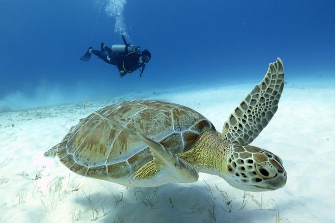 2-Tank Morning or Afternoon Dives in Playa del Carmen certified Divers Only - Meeting at Scuba Libre, and what you need to bring
