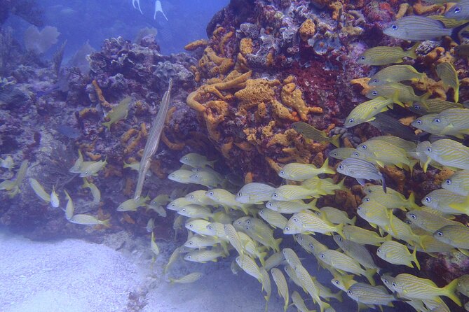 2 Tank Reef Dive in Mexico - No-lotion rule and free wetsuits: sun protection that also respects the reef
