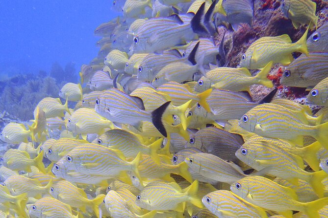 2 Tank Reef Dive in Mexico - What’s included in the $149 price, and why it feels fair