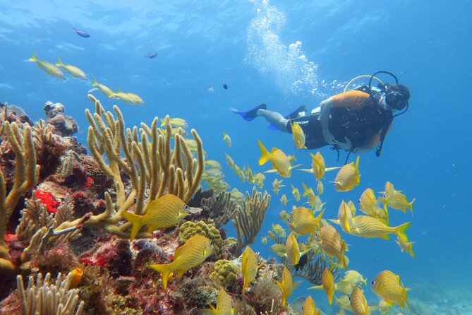 2 Tanks Dives Cancun Underwater Museum for Certified Divers - Gear, comfort, and the small rules that matter