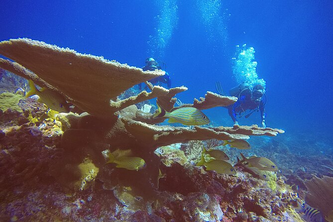 2 Tanks Scuba Diving in Punta Cancun Reefs for Certified Divers - Gear is handled, but you still need to prep