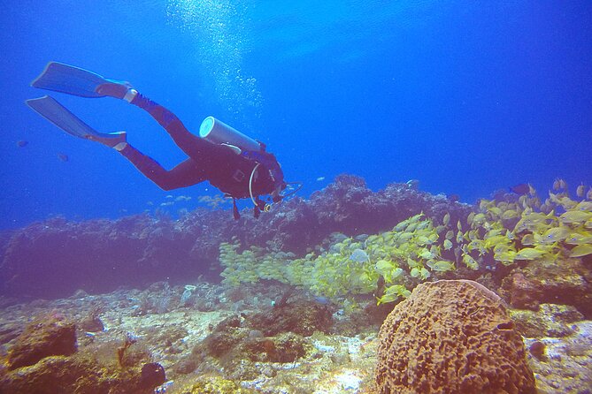 2 Tanks Scuba Diving in Punta Cancun Reefs for Certified Divers - Marine life spotting: what you can actually look for