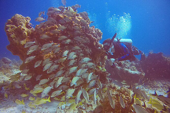 2 Tanks Scuba Diving in Punta Cancun Reefs for Certified Divers - Medical rules that are strict for a reason