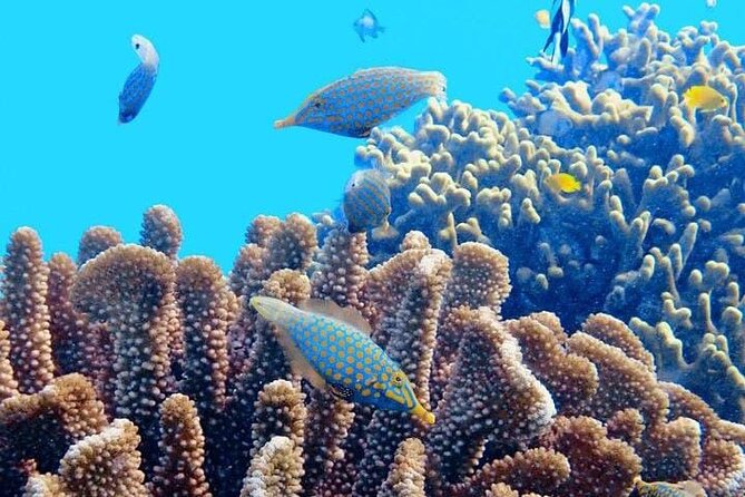 2x1 Tour: Isla Contoy, Isla Mujeres, Open Bar, Lunch and Transfers - Price and value: is $190 a fair deal for this day?