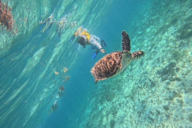 3 in 1 Jungle Speedboat and Snorkeling in Cancun - What Made the Experience Feel Worth It (and What to Watch)