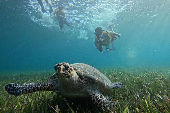 3 in 1 Jungle Tour Adventure Cancun - Speed, snorkeling, and underwater art in one 2.5-hour Cancun loop