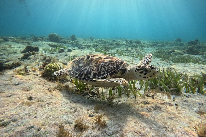 3 in 1 Jungle Tour Adventure Cancun - Price and fees: $47 plus the MX$421.06 conservation add-on