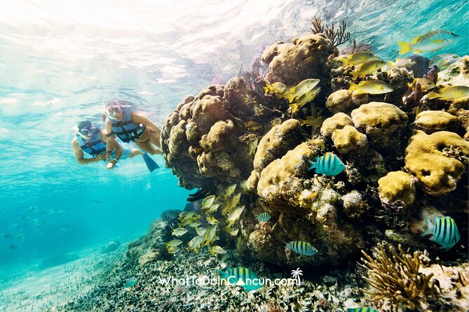 3-in-1 Puerto Morelos: Snorkeling, Tequila & Beachside Lunch - Spotting turtles and rays: the kind of guide support you want
