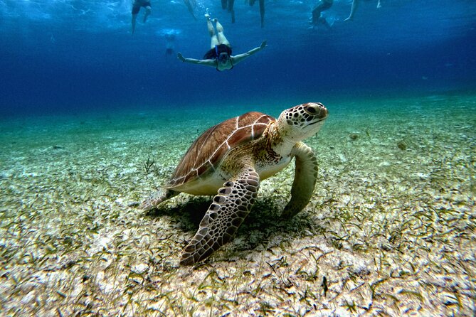 4 Hour Cozumel Turtle Sanctuary Experience on a Luxury Catamarán - Why Cozumel reefs feel different from a boat trip