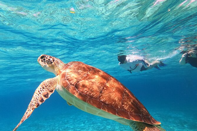 4 Hour Cozumel Turtle Sanctuary Experience on a Luxury Catamarán - Food and drinks onboard: what you should expect