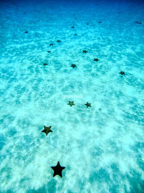 4 Hour Turtle Sanctuary Experience on a Luxury Catamarán - FAQ