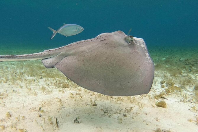 4 hours of shared snorkeling to El Cielo - Guides, safety, and the small-group advantage