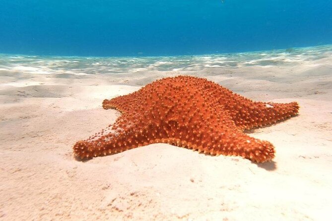 4 hours of shared snorkeling to El Cielo - Timing, weather, and what to watch for on reef days