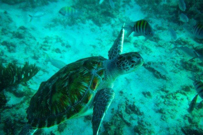 4H private 40' Yacht All-Inclusive in Tulum & Playa del Carmen - Beach time at In-Ha Reef: when you need a break from the mask
