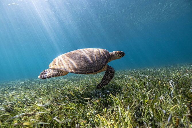 5-in-1 Cancun Snorkeling Tour with Sea Life & Transport Included - Why this 5-in-1 plan works in Cancun