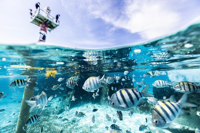 5-in-1 Cancun Snorkeling Tour with Sea Life & Transport Included - Stop 1: coral reef snorkeling for fish-forward first contact