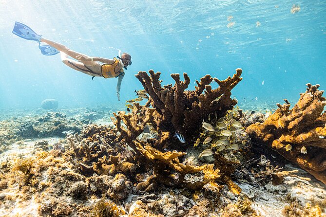 5-in-1 Cancun Snorkeling: Turtles, Reef, Musa, Shipwreck, Cenote - Sea turtles and possible rays: how to actually improve your odds