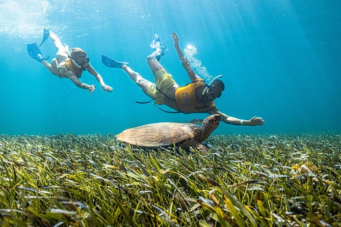 5-in-1 Cancun Snorkeling: Turtles, Reef, Musa, Shipwreck, Cenote - Reef snorkeling off Cancun: fish-filled water without the drama