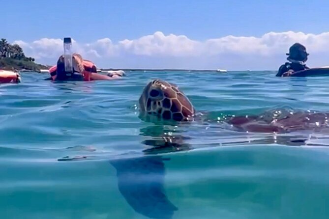 Akumal Bay snorkeling, plus 3 cenotes and great food - Key highlights at a glance