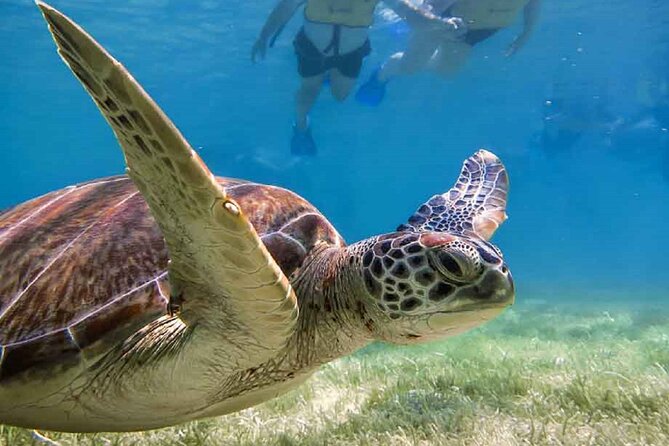 Akumal Bay snorkeling, plus 3 cenotes and great food - Small group size and how that changes your day