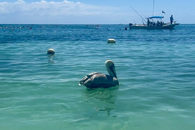 Akumal Bay snorkeling, plus 3 cenotes and great food - Price and value: what $169 buys you in a real day