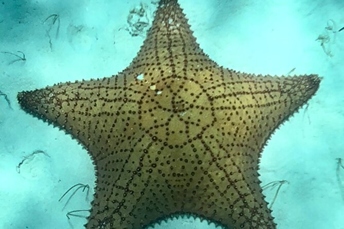 Akumal Bay snorkeling, plus 3 cenotes and great food - What to bring and the one rule you should take seriously