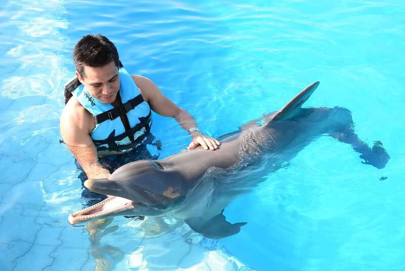 Akumal: Dolphin Encounter - Akumal’s beach day energy, built around a dolphin program