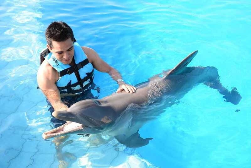 Akumal: Dolphin Encounter - Who this experience fits best, with the exact height and pregnancy rules