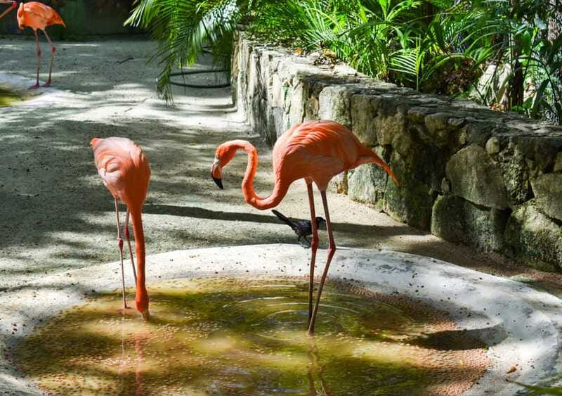 Akumal: Explore the Monkey Sanctuary, ATV Circuit and Cenote - Practical tips for an easier day (so you enjoy it more)