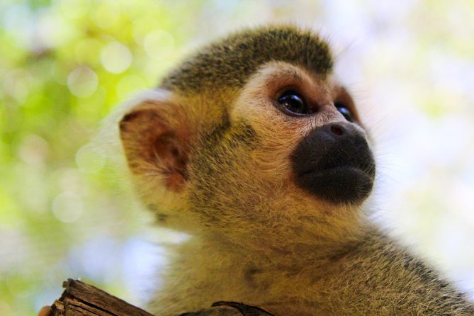 Akumal Monkey Sanctuary - What Makes Akumal Monkey Sanctuary Different From a Typical Zoo