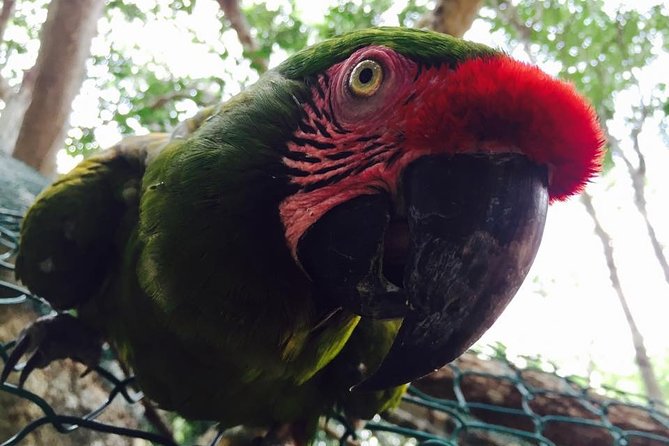 Akumal Monkey Sanctuary - What You’ll Learn From Guides Like Siri, Angel, Marcos, and Obniel